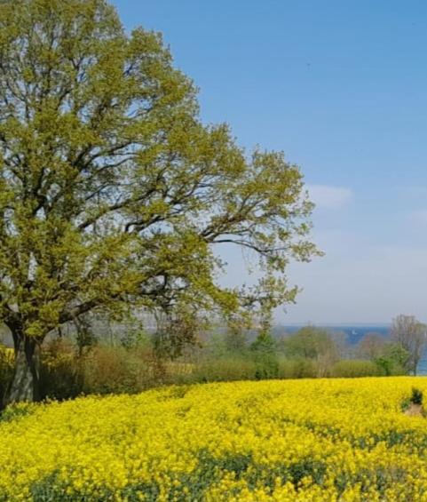 Ferienwohnung Wikingerland Langballig エクステリア 写真